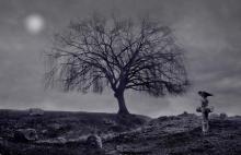 Image by Alan Wallace