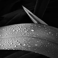 Image by Alan Wallace