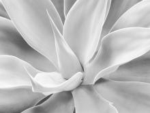 Image by Alan Wallace